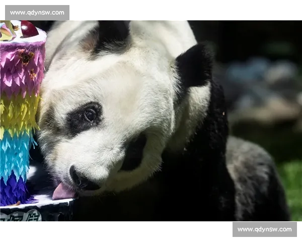 墨西哥为 35 岁大熊猫 “欣欣” 庆生 海外最长寿 “友谊大使” 迎百岁华诞